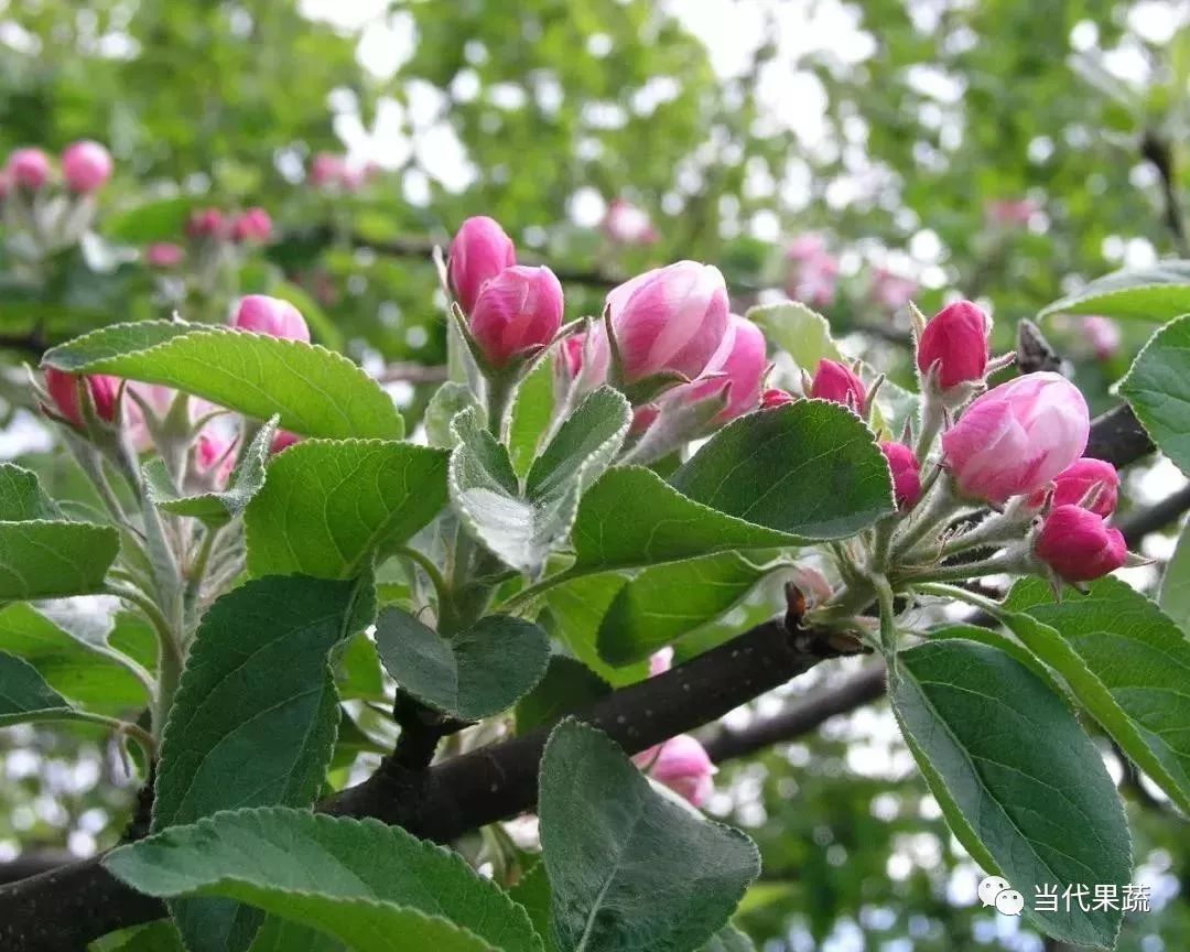 苹果树最新促花技术