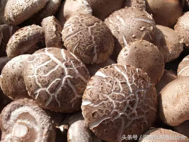 郸城县宜路镇最新消息