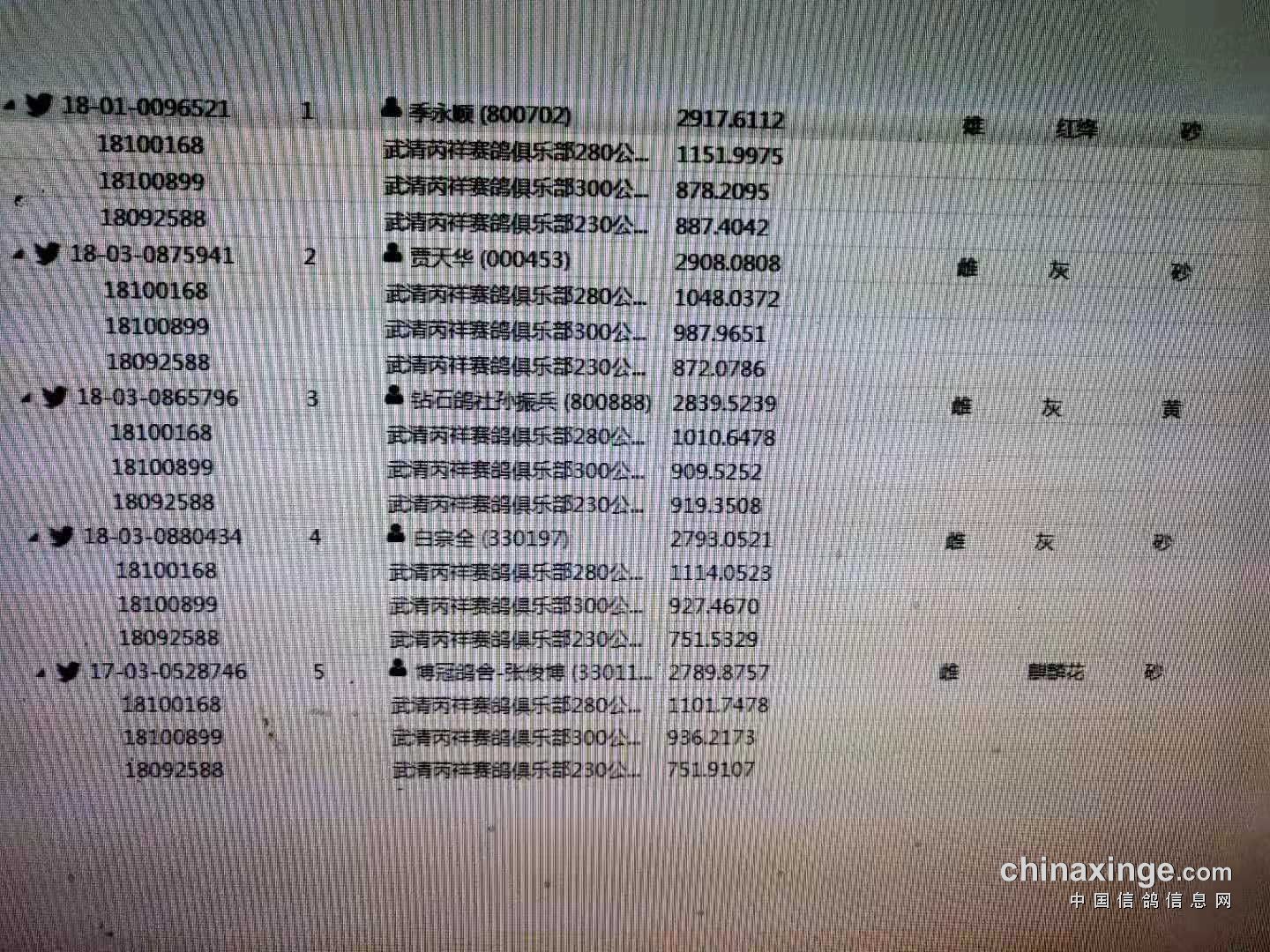 铭桥赛鸽公棚最新公告