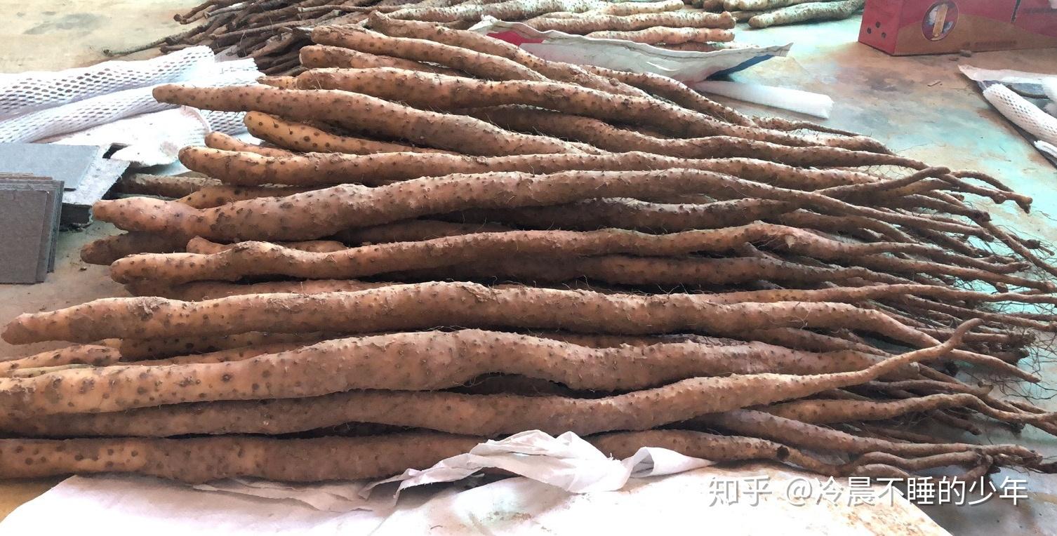 河北省麻山药最新价格